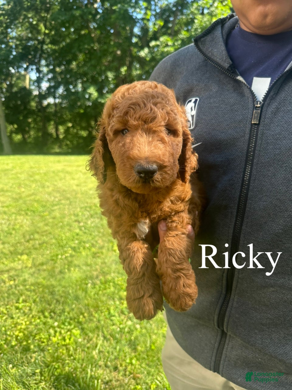 Goldendoodle dogs Ricky - Ad 1