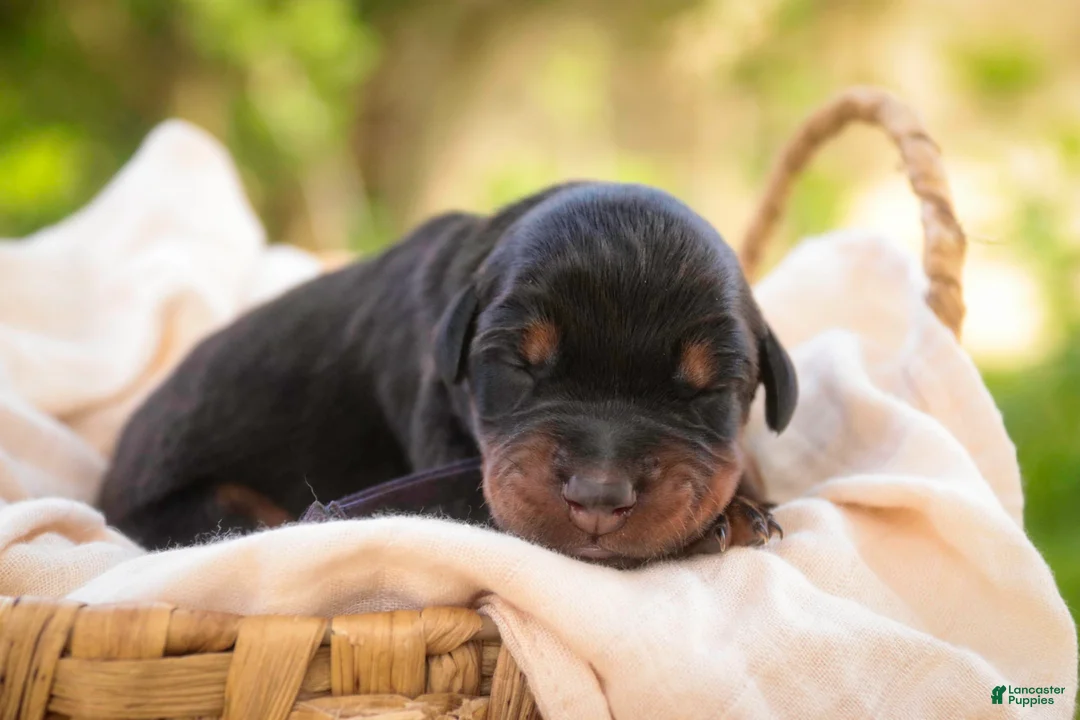 Doberman Pinscher dogs for sale: Elowen - Ad 1