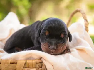 Doberman Pinscher dogs for sale: Elowen - Ad 4