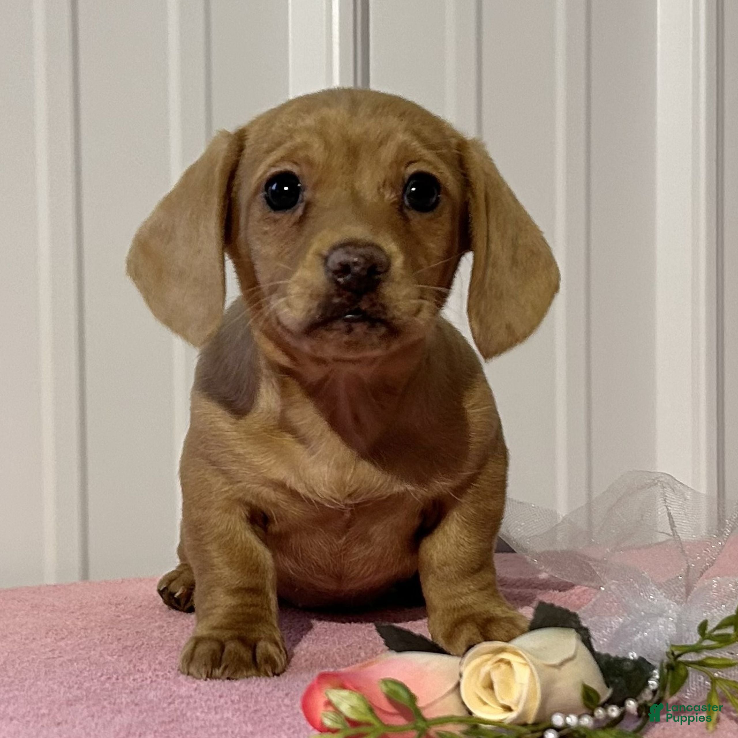 Miniature Dachshund dogs Alexa  - Ad 1