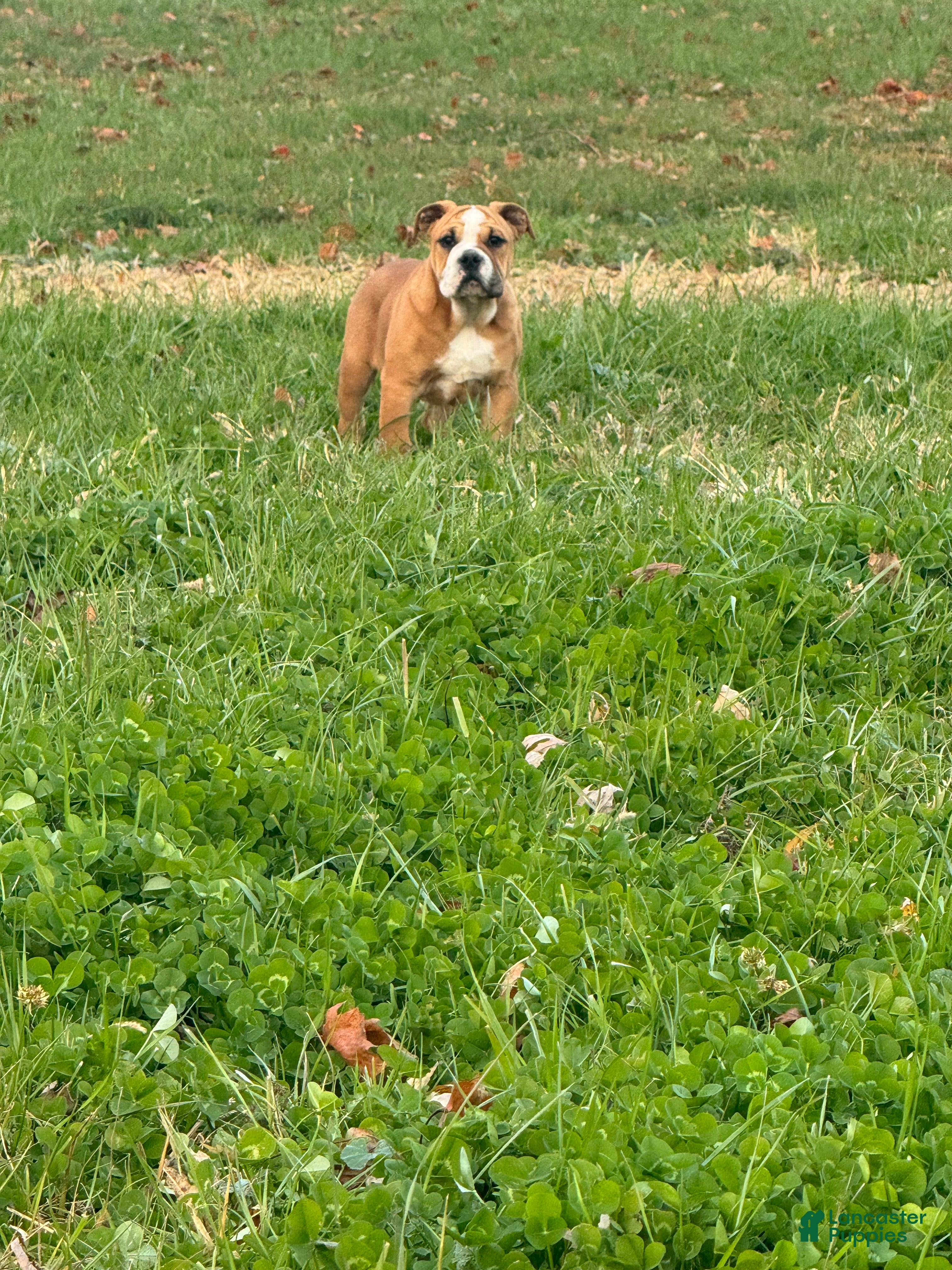 English Bulldog dogs Zeke  - Ad 13