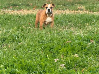 English Bulldog dogs Zeke - Ad 13