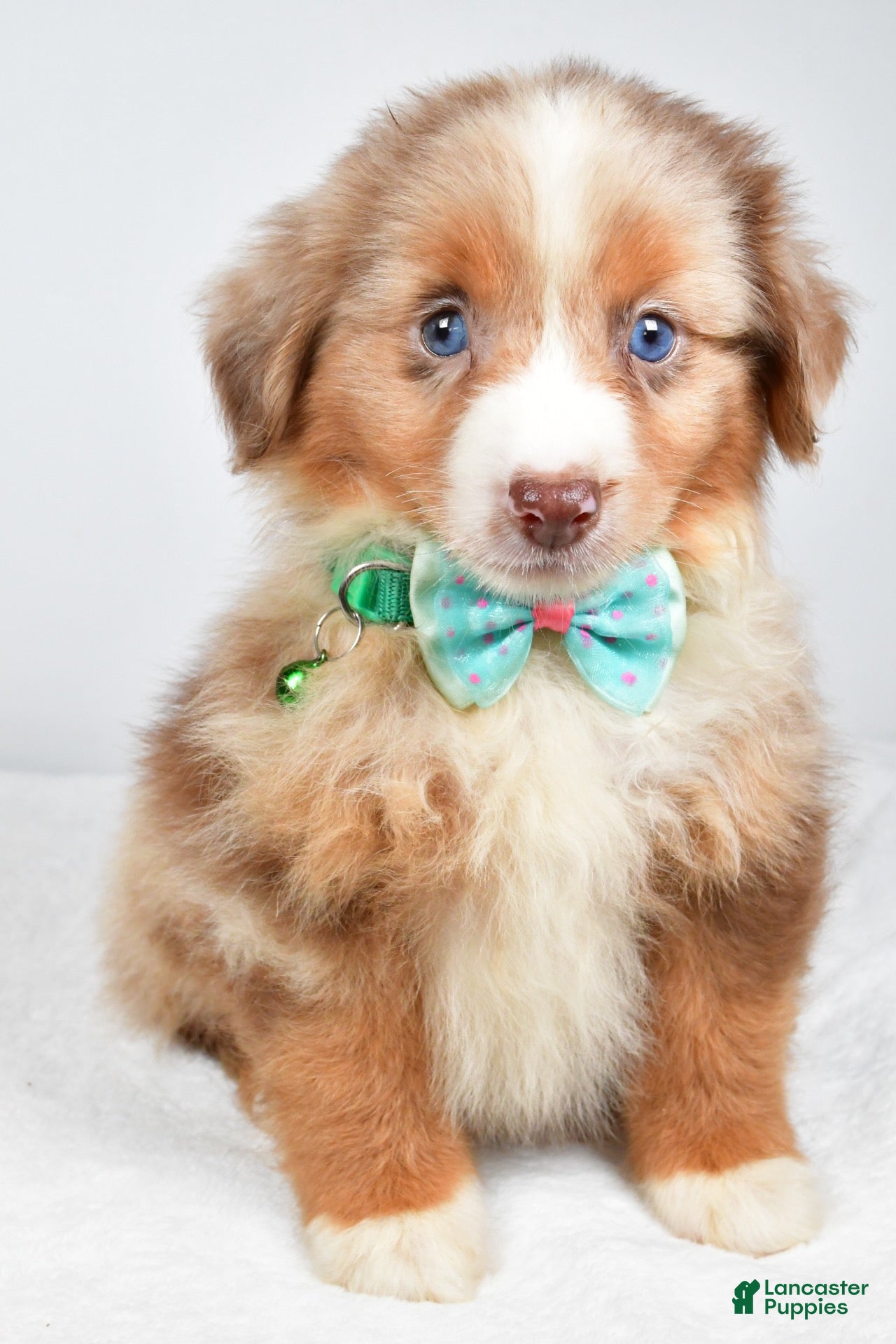 Miniature Australian Shepherd dogs Jake - Ad 1