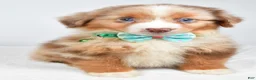 Miniature Australian Shepherd dogs for sale: Jake - Ad 1
