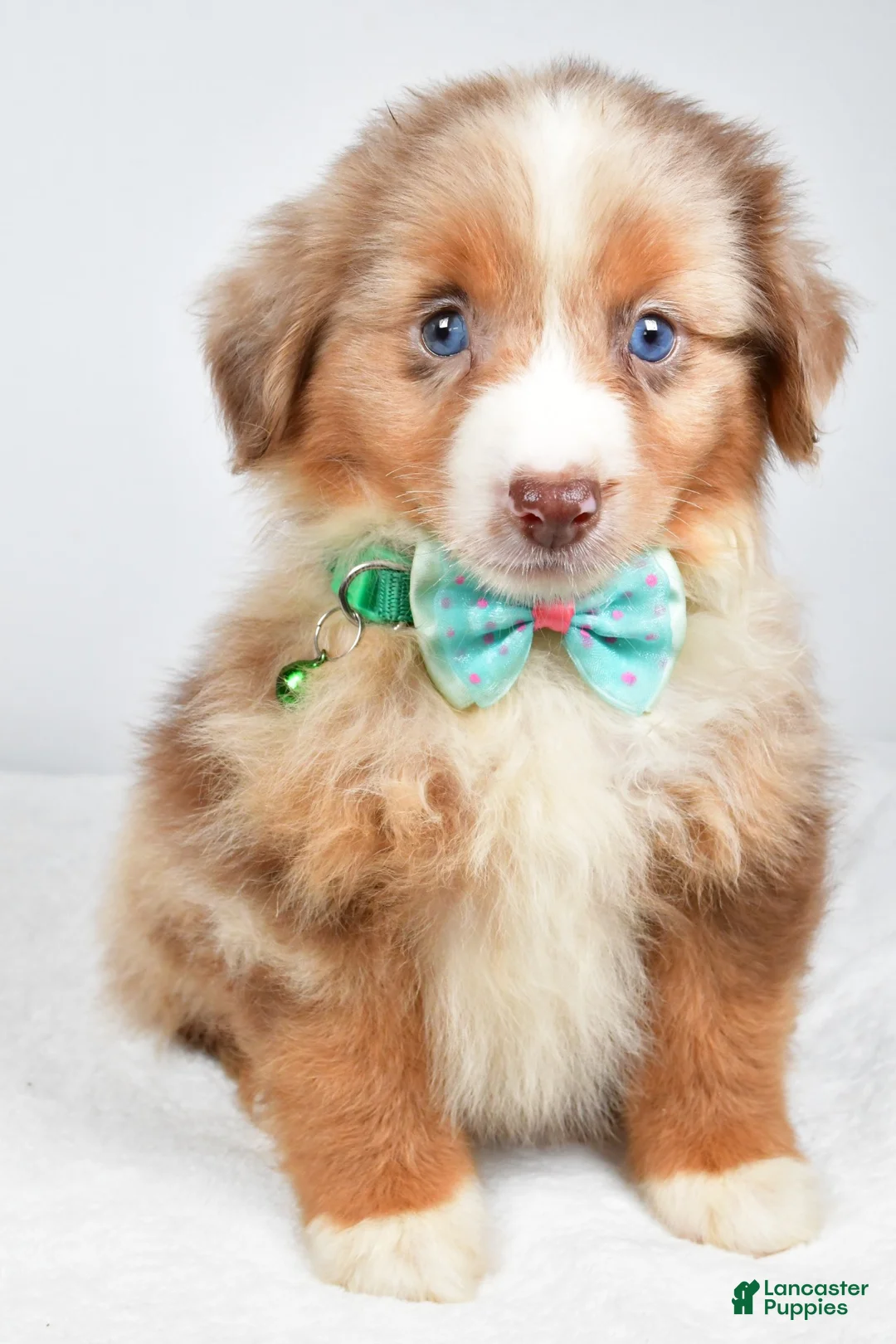Miniature Australian Shepherd dogs for sale: Jake - Ad 1
