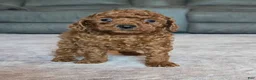 Miniature Poodle dogs for sale: Mini Lola - Ad 20