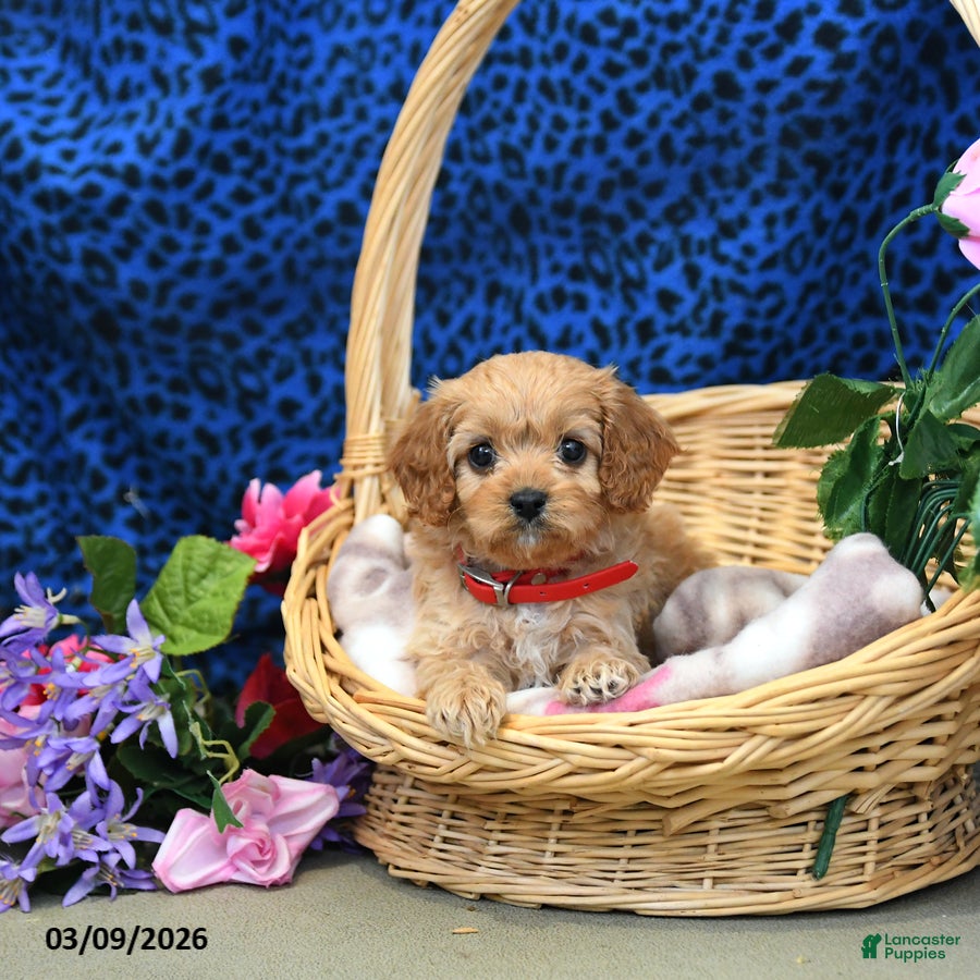 Cavapoo dogs Sweetie - Ad 2