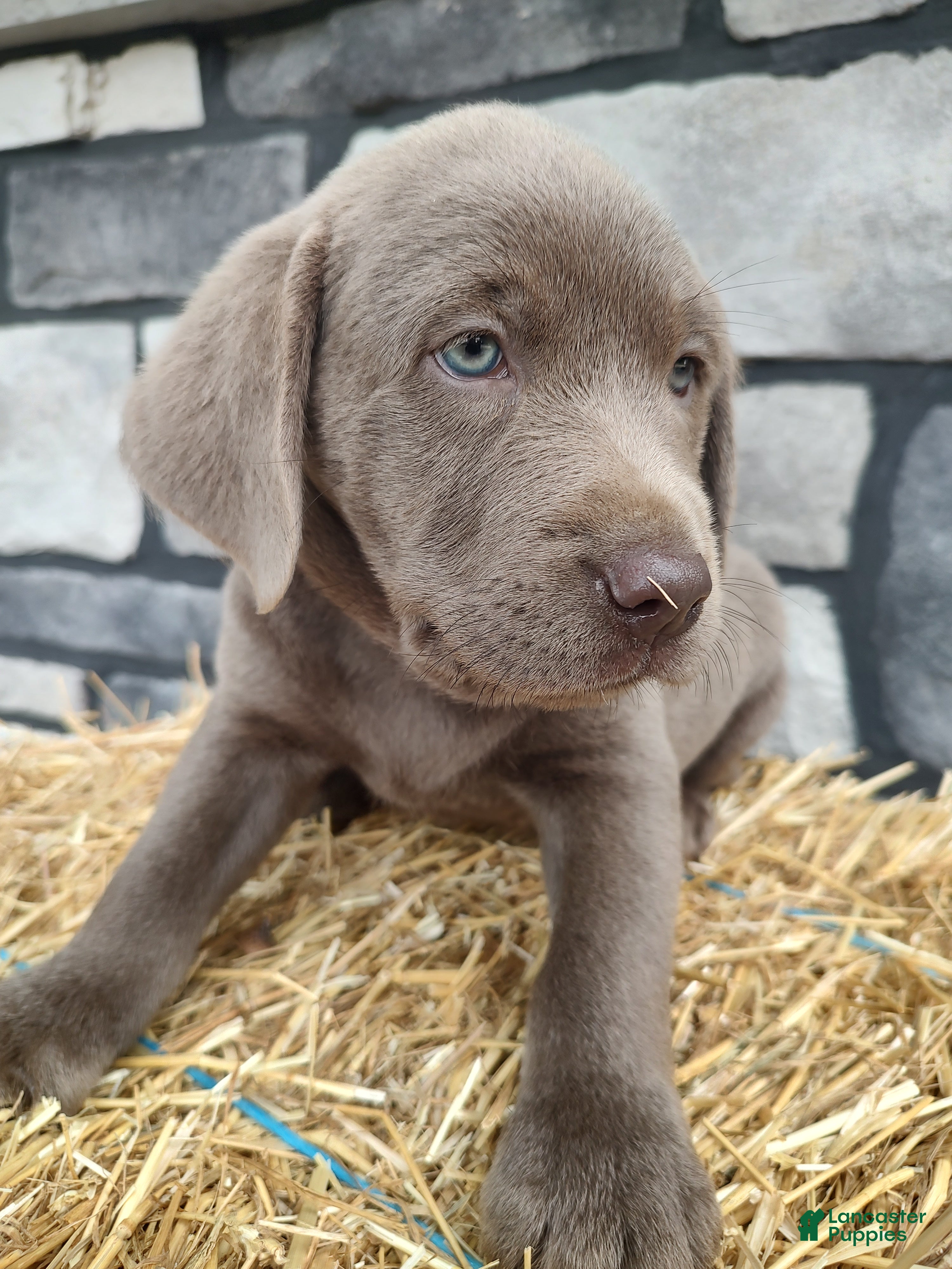 Labrador Retriever dogs Smasher - Ad 2