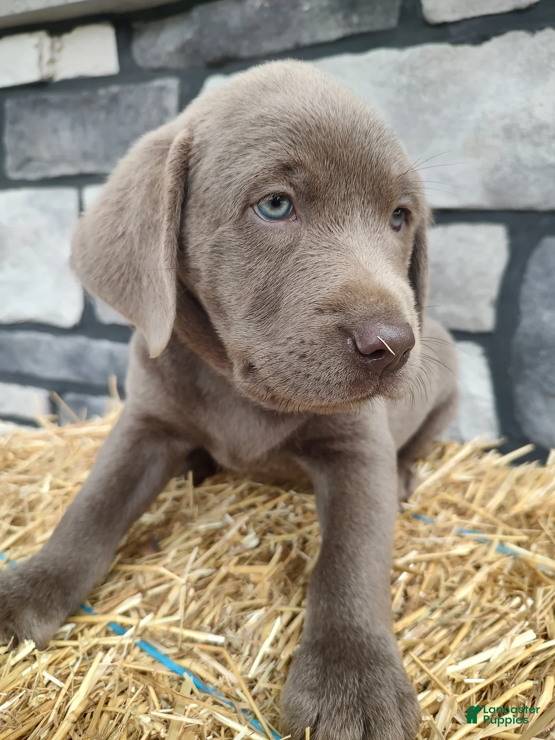 Labrador Retriever dogs for sale: Smasher - Ad 2