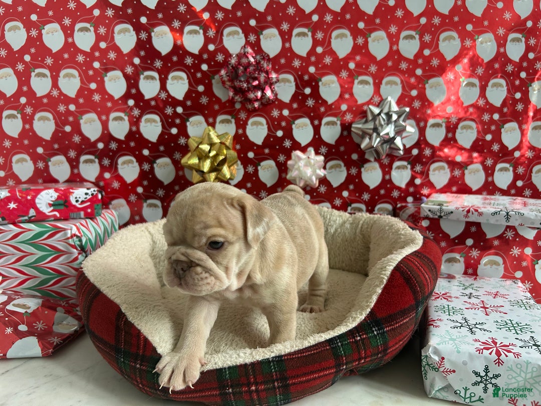 English Bulldog dogs for sale: River - Ad 8