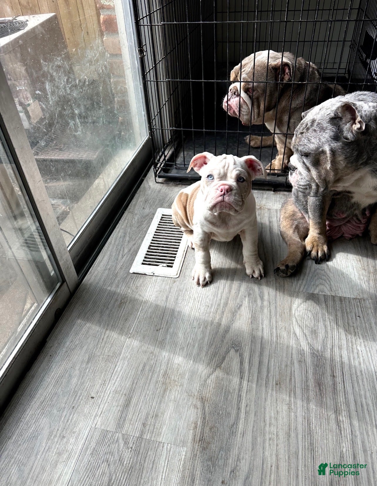 English Bulldog dogs English Bulldog 1 - Ad 4