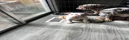 English Bulldog dogs for sale: English Bulldog 1 - Ad 1