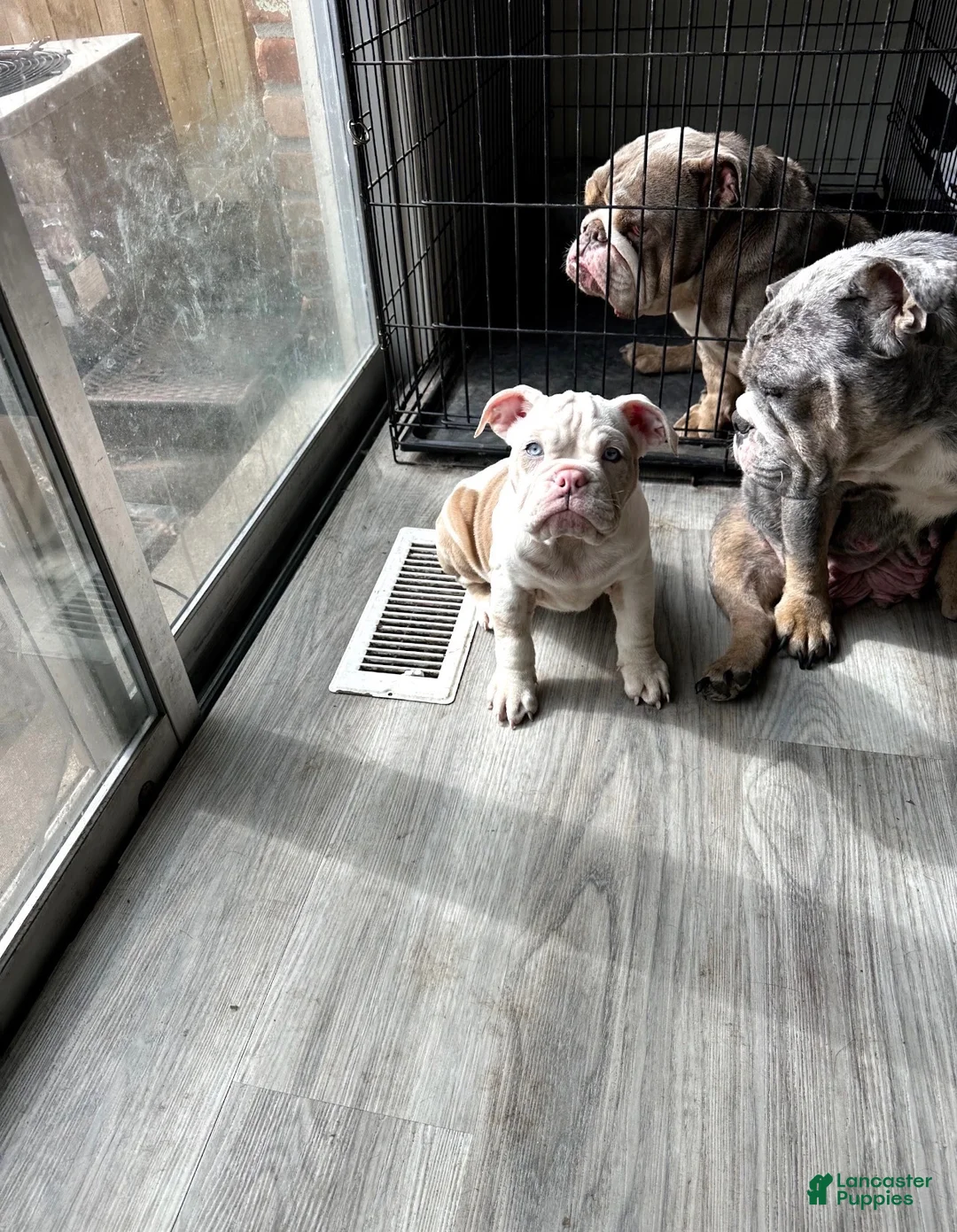 English Bulldog dogs for sale: English Bulldog 1 - Ad 1
