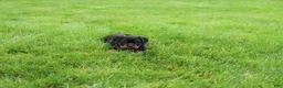 Rottweiler dogs for sale: Bailey  - Ad 7