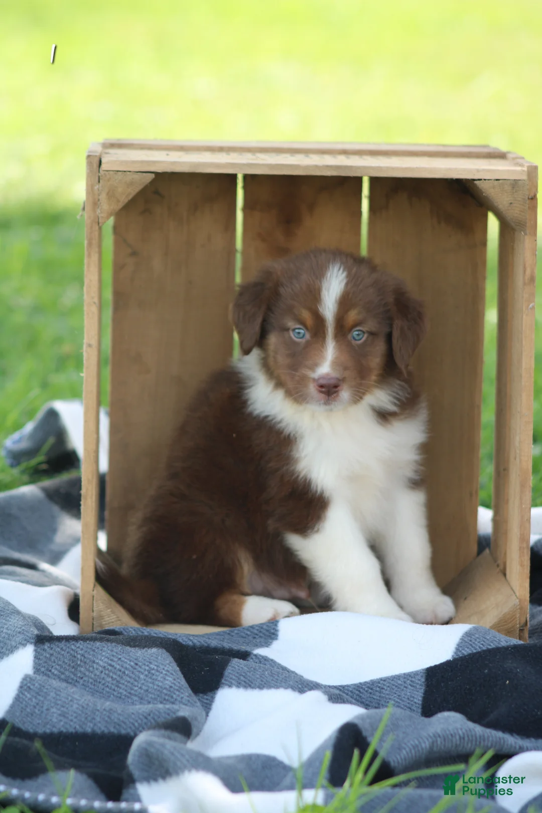 Australian Shepherd dogs for sale: Micky - Ad 2