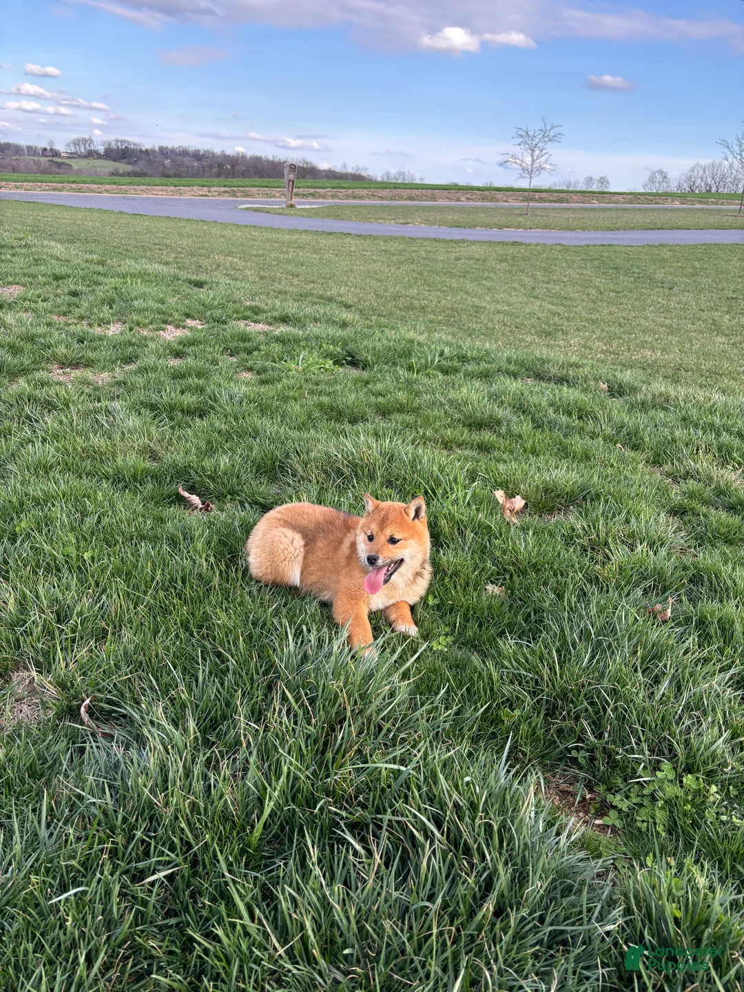 Shiba Inu dogs for sale: Shiba Inu  - Ad 2