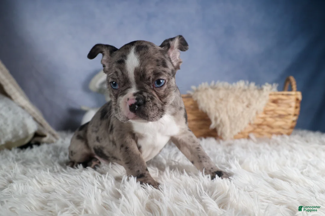 Frenchton dogs for sale: ISABELLA - Ad 13