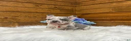 French Bulldog dogs for sale: Kowen - Ad 9