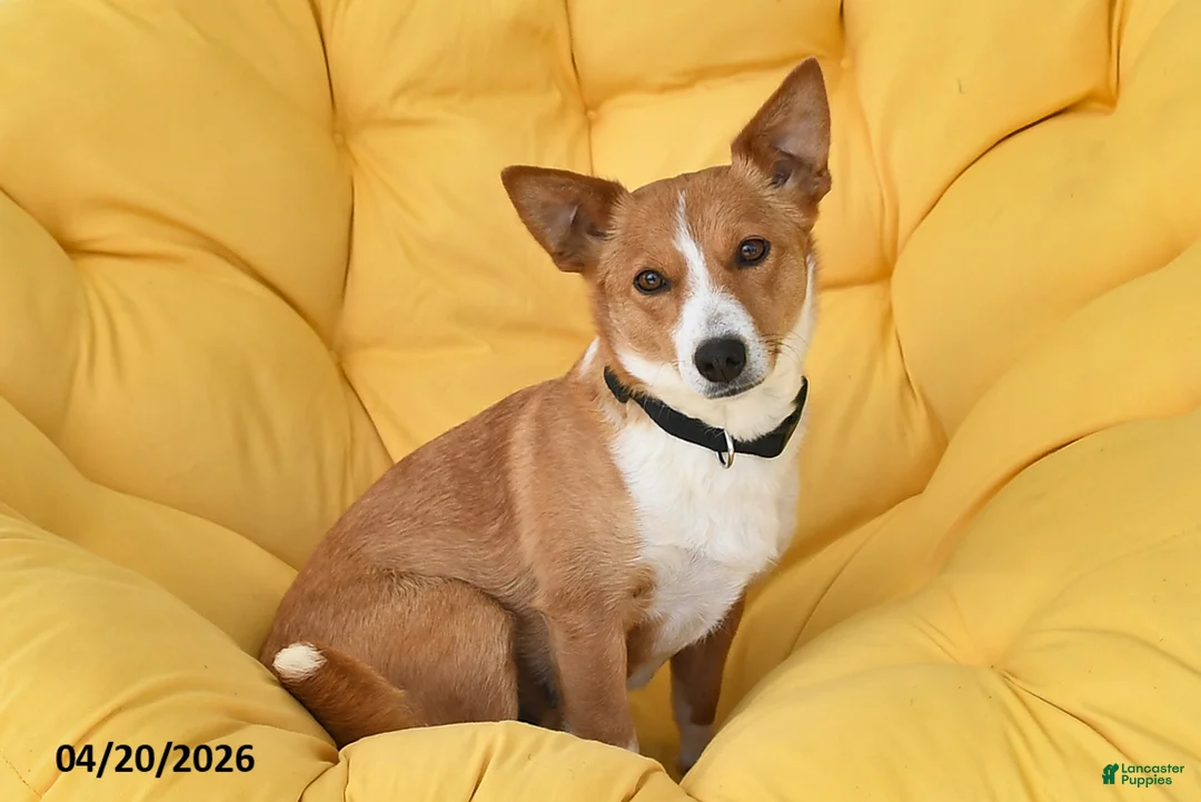 Mixed Breed dogs for sale: Daisy - Ad 6