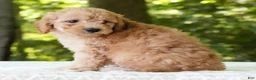 Mini Goldendoodle dogs for sale: Corey - Ad 5