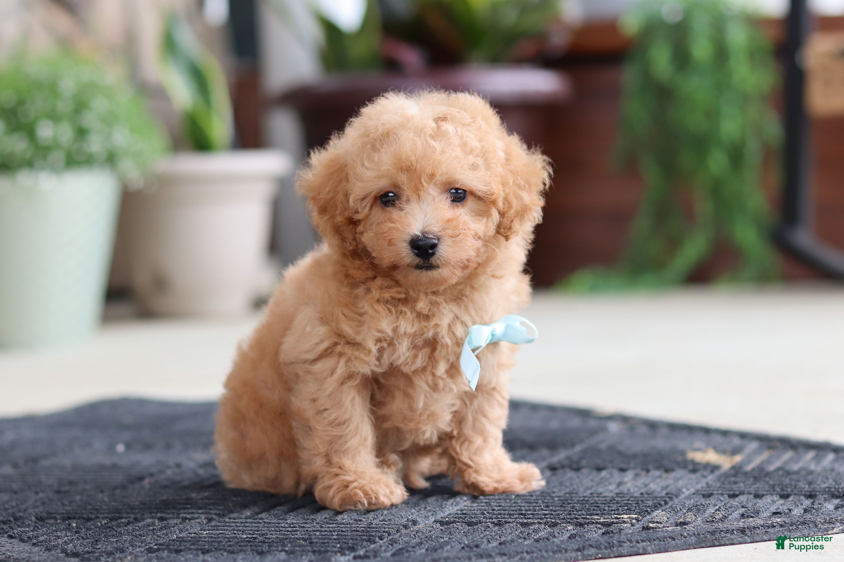 Maltipoo dogs Kevin - Ad 2