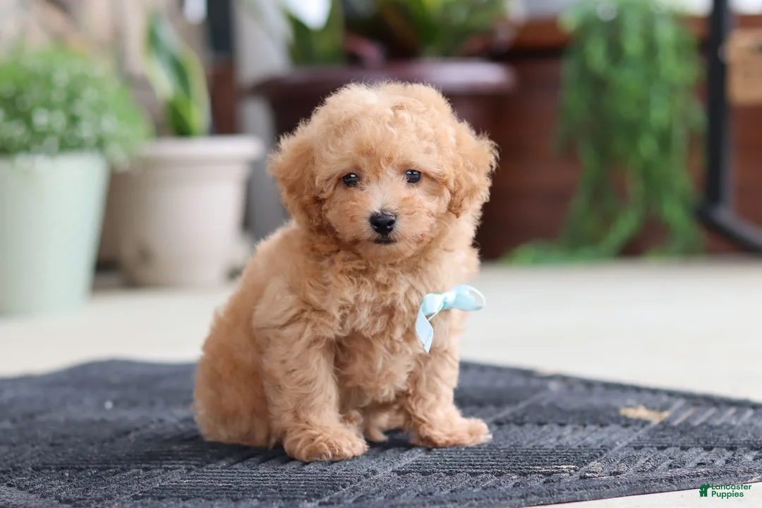 Maltipoo dogs for sale: Kevin - Ad 2