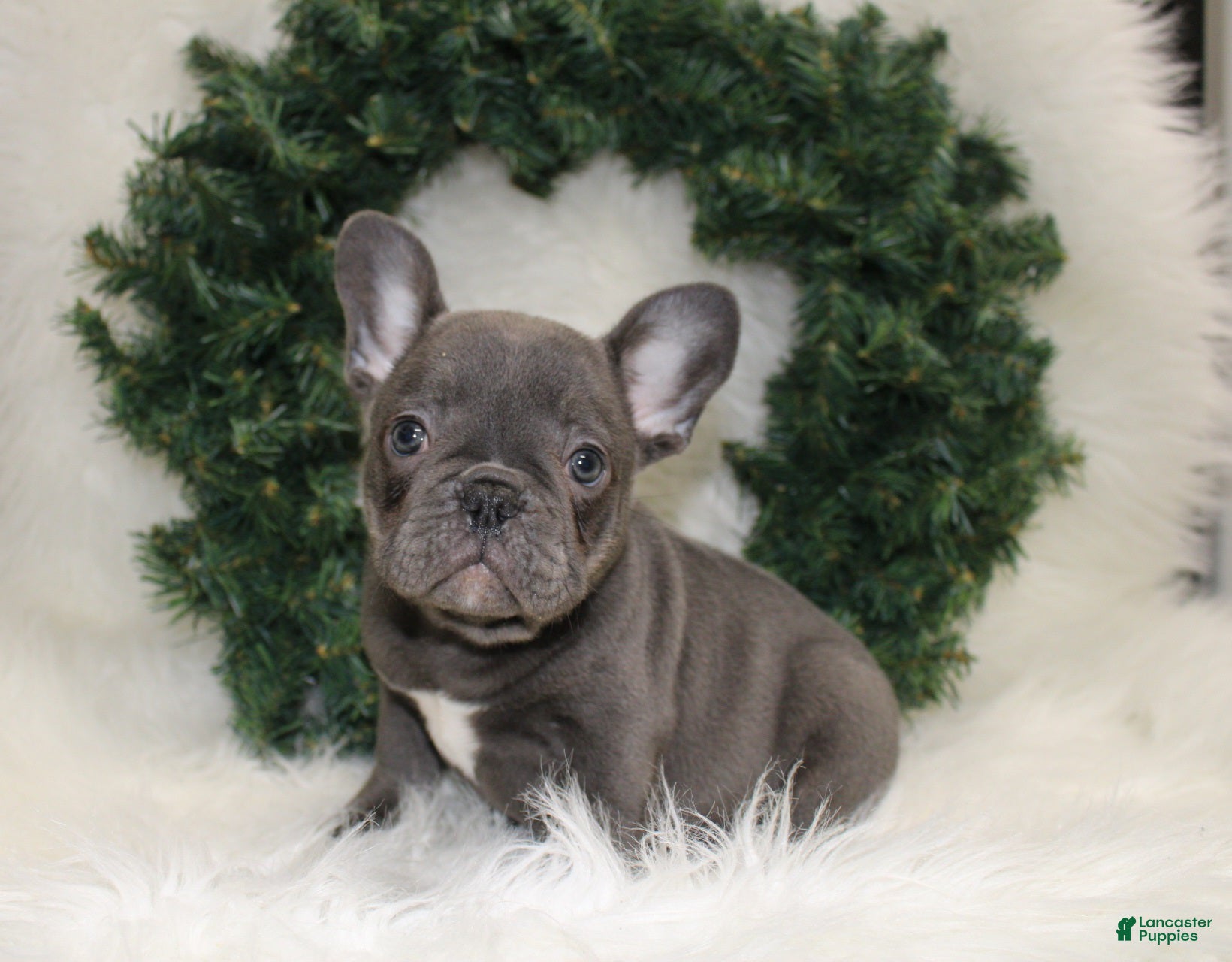 Mixed Breed dogs Teddy - Ad 1