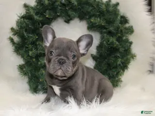 Mixed Breed dogs Teddy - Ad 1