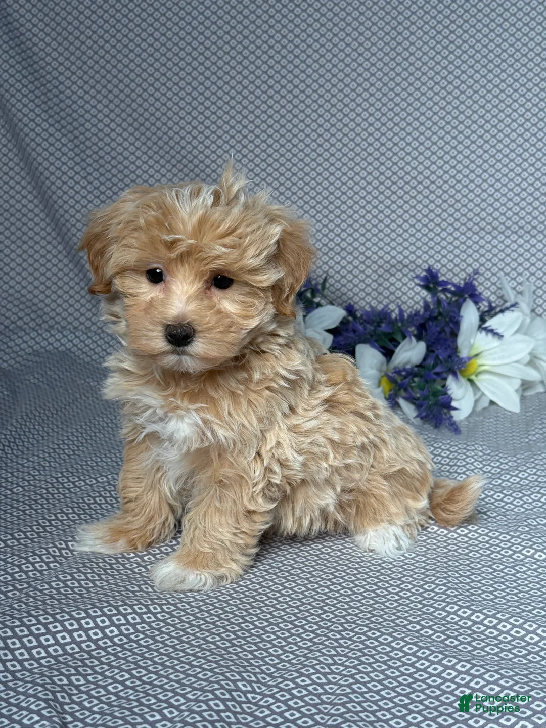 Maltipoo dogs for sale: Ryan - Ad 2
