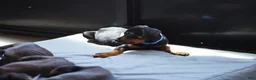 Rottweiler dogs for sale: Romeo - Ad 15