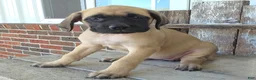 English Mastiff dogs for sale: Alice - Ad 1