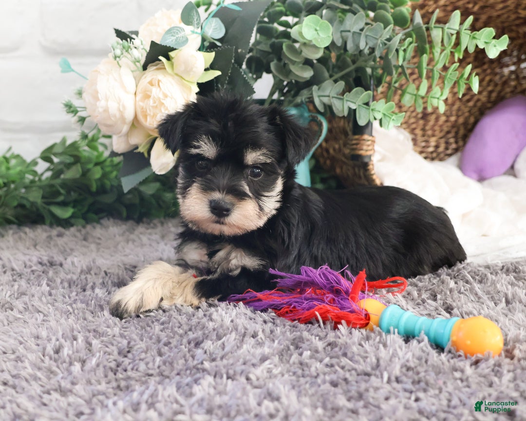 Miniature Schnauzer dogs for sale: Maureen  - Ad 7