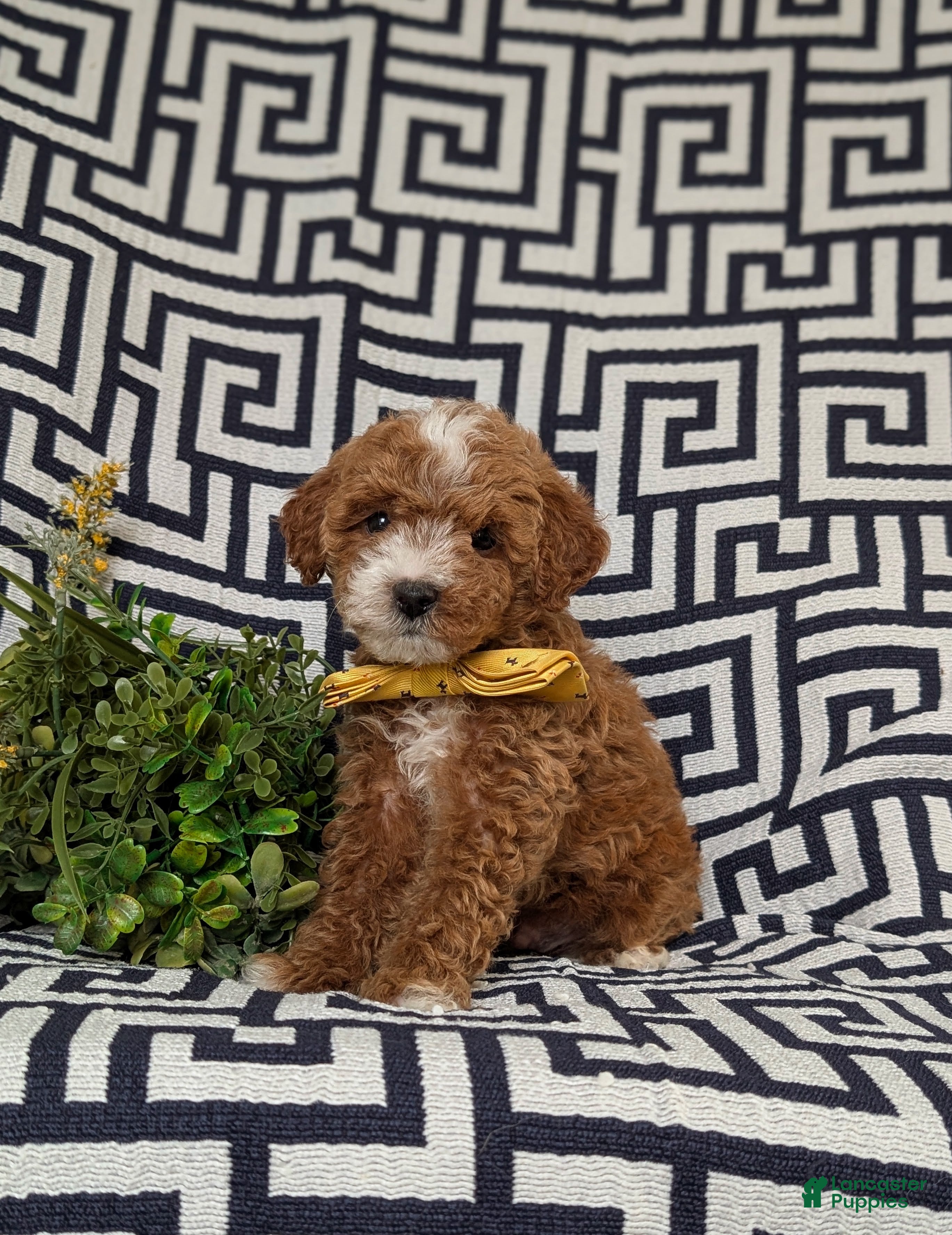 Lhasapoo dogs Delaney Hypoallergenic - Ad 1