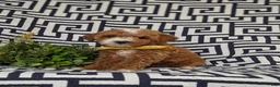 Lhasapoo dogs for sale: Delaney Hypoallergenic - Ad 1