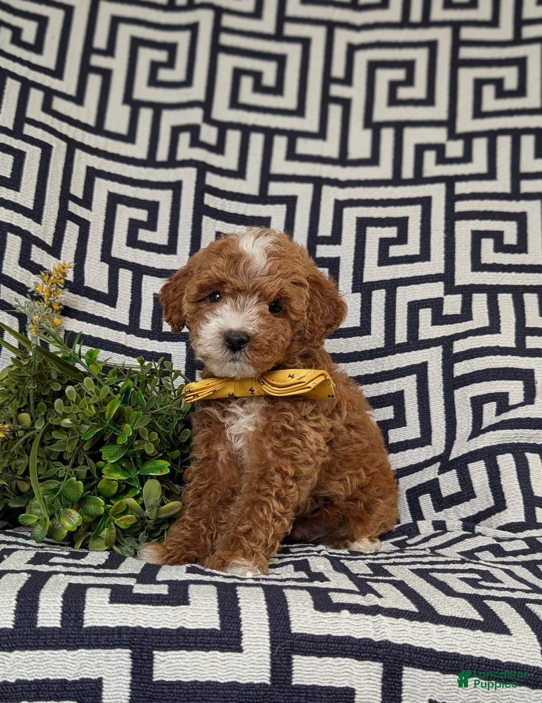 Lhasapoo dogs for sale: Delaney Hypoallergenic - Ad 1