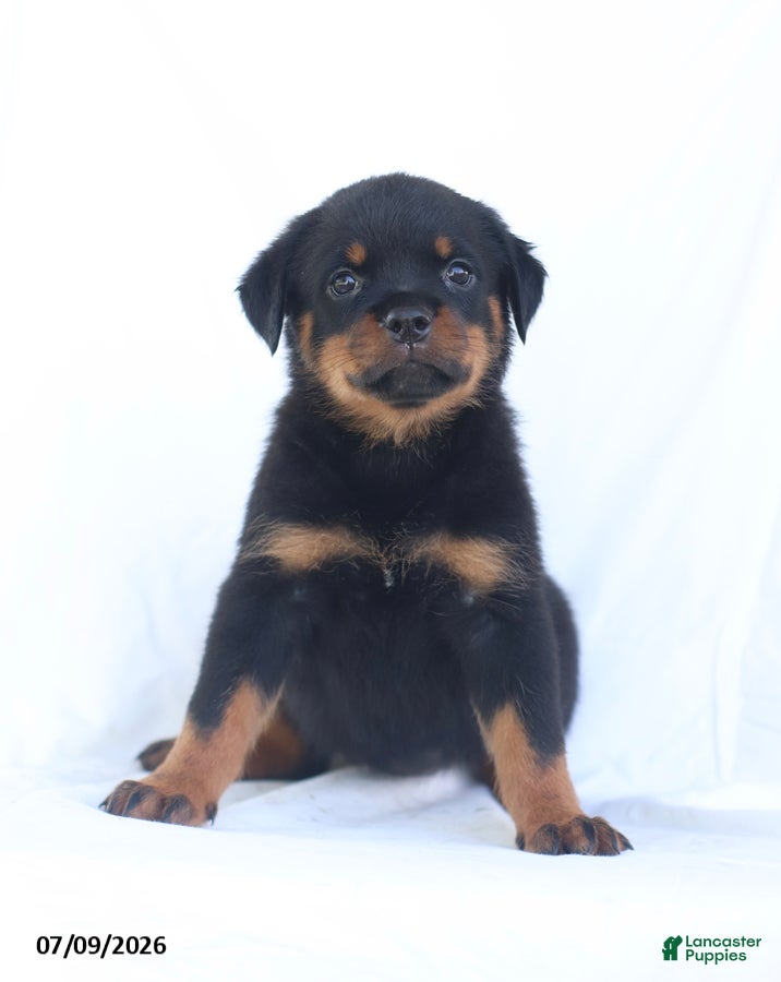 Rottweiler dogs Kelly - Ad 2