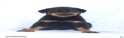 Rottweiler dogs for sale: Kelly - Ad 2