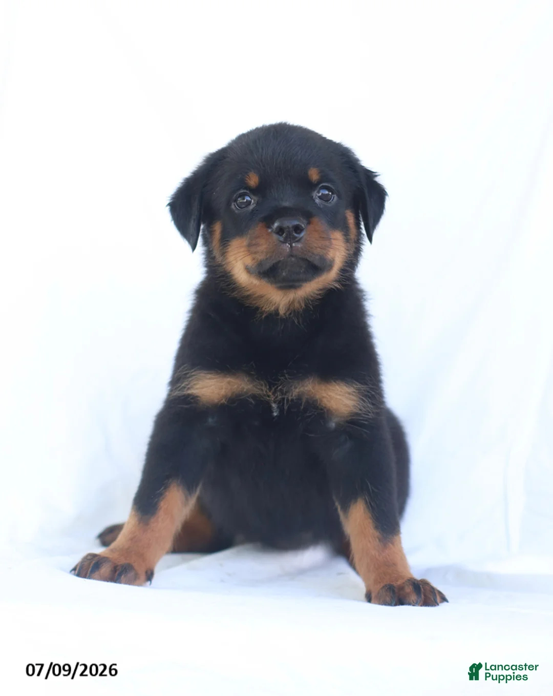Rottweiler dogs for sale: Kelly - Ad 2