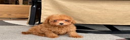 Maltipoo dogs for sale: Red Honey  - Ad 2