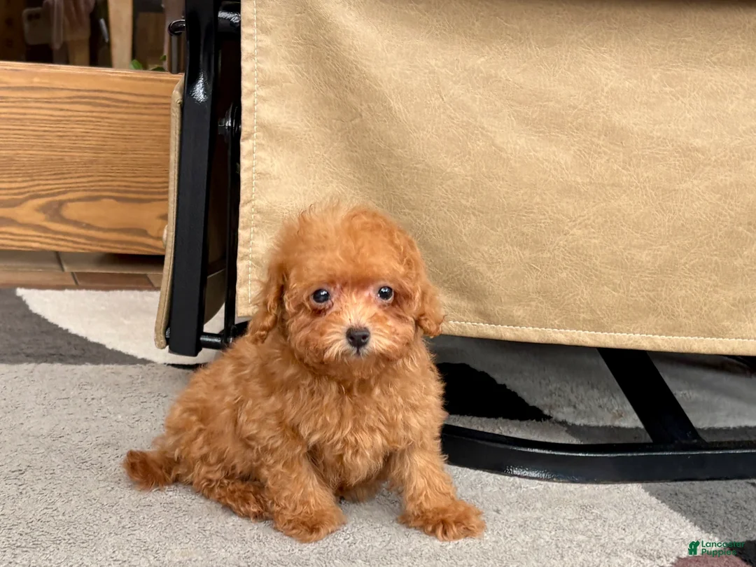 Maltipoo dogs for sale: Red Honey  - Ad 2