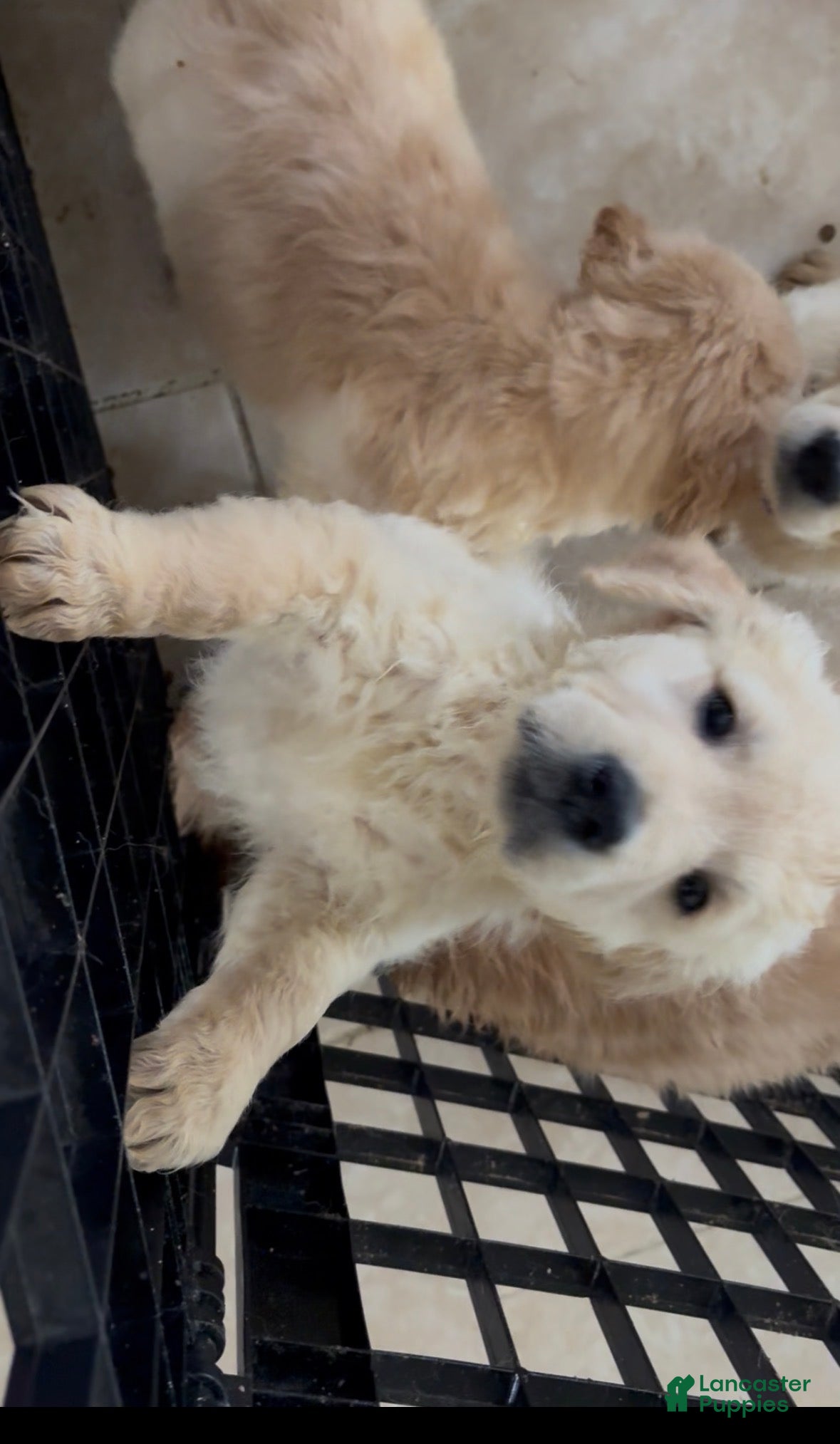 Golden Retriever dogs Sheeps - Ad 8