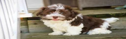 Havanese dogs for sale: Sherlock Havanese  - Ad 5