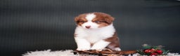 Miniature Australian Shepherd dogs for sale: Barney - Ad 3