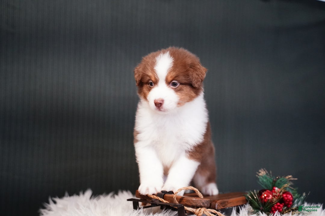 Miniature Australian Shepherd dogs for sale: Barney - Ad 3