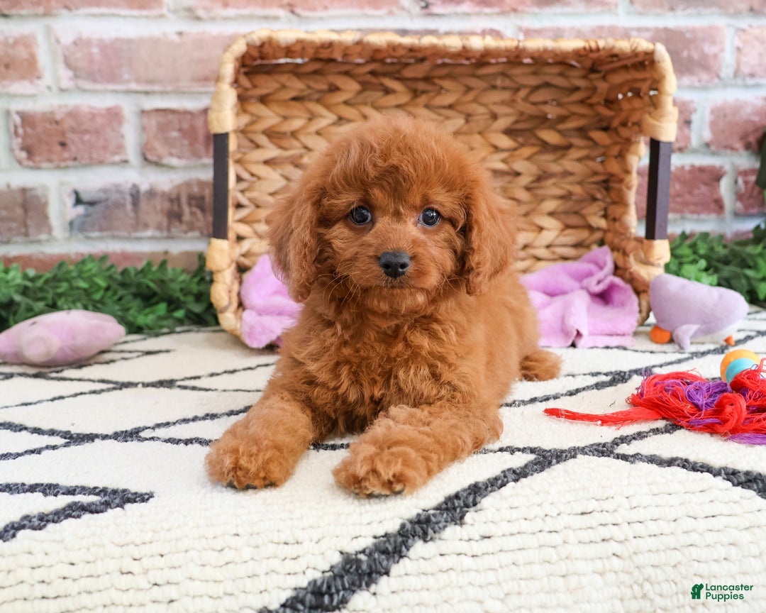 Cavapoo dogs for sale: Beauty  - Ad 5