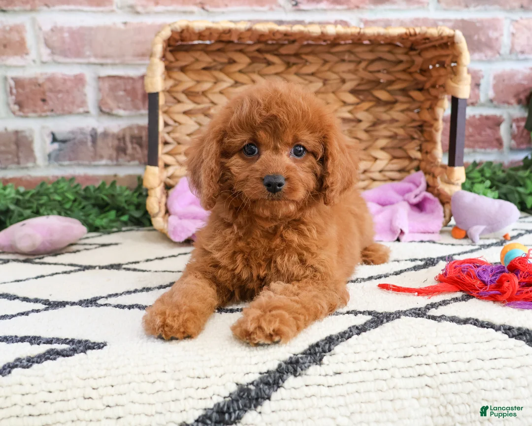 Cavapoo dogs for sale: Beauty  - Ad 6