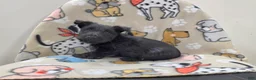 Scottish Terrier dogs for sale: Valerie - Ad 6
