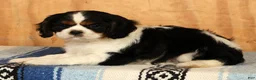 Cavalier King Charles Spaniel dogs for sale: Paul - Ad 4
