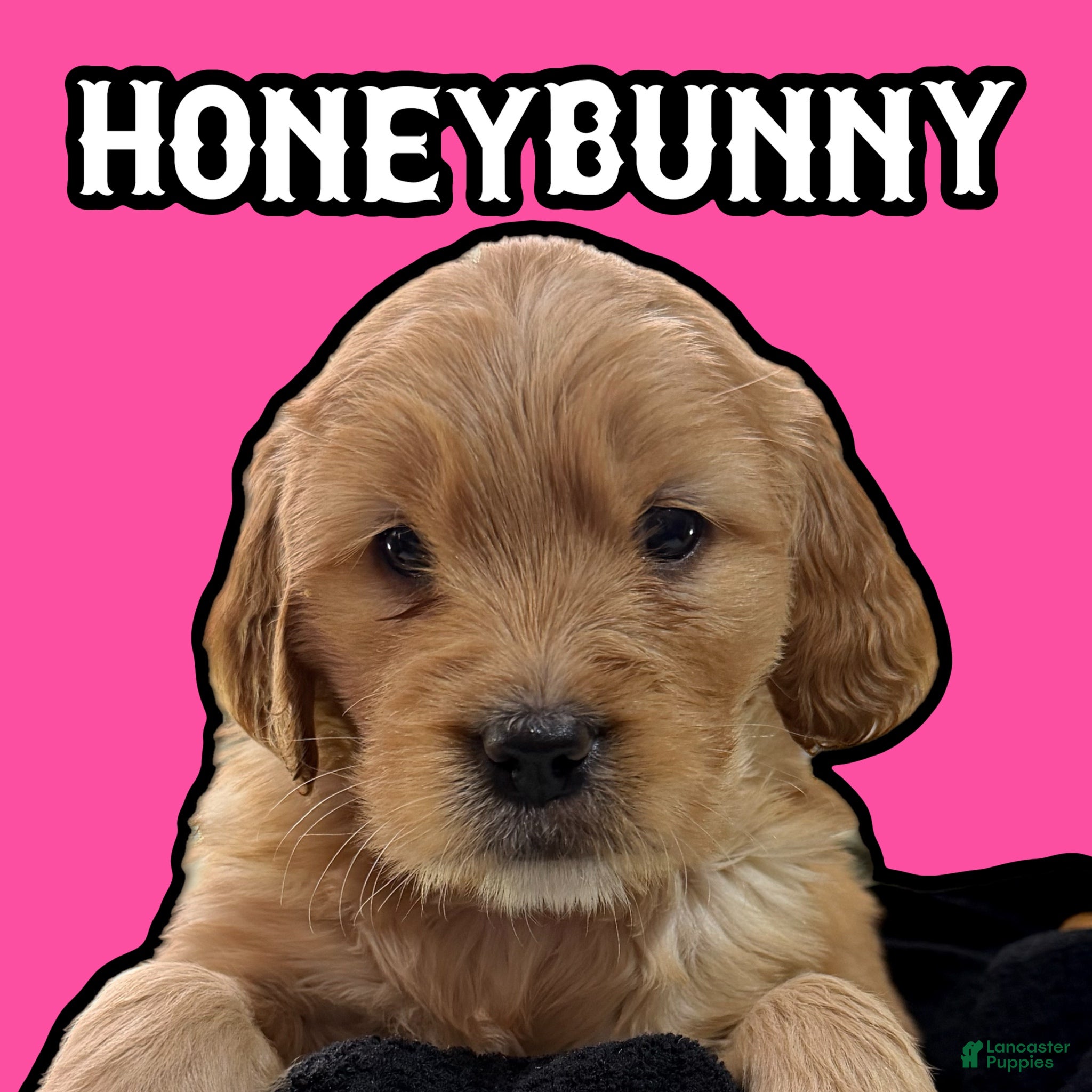 Goldendoodle dogs for sale: Honeybunny  - Ad 2