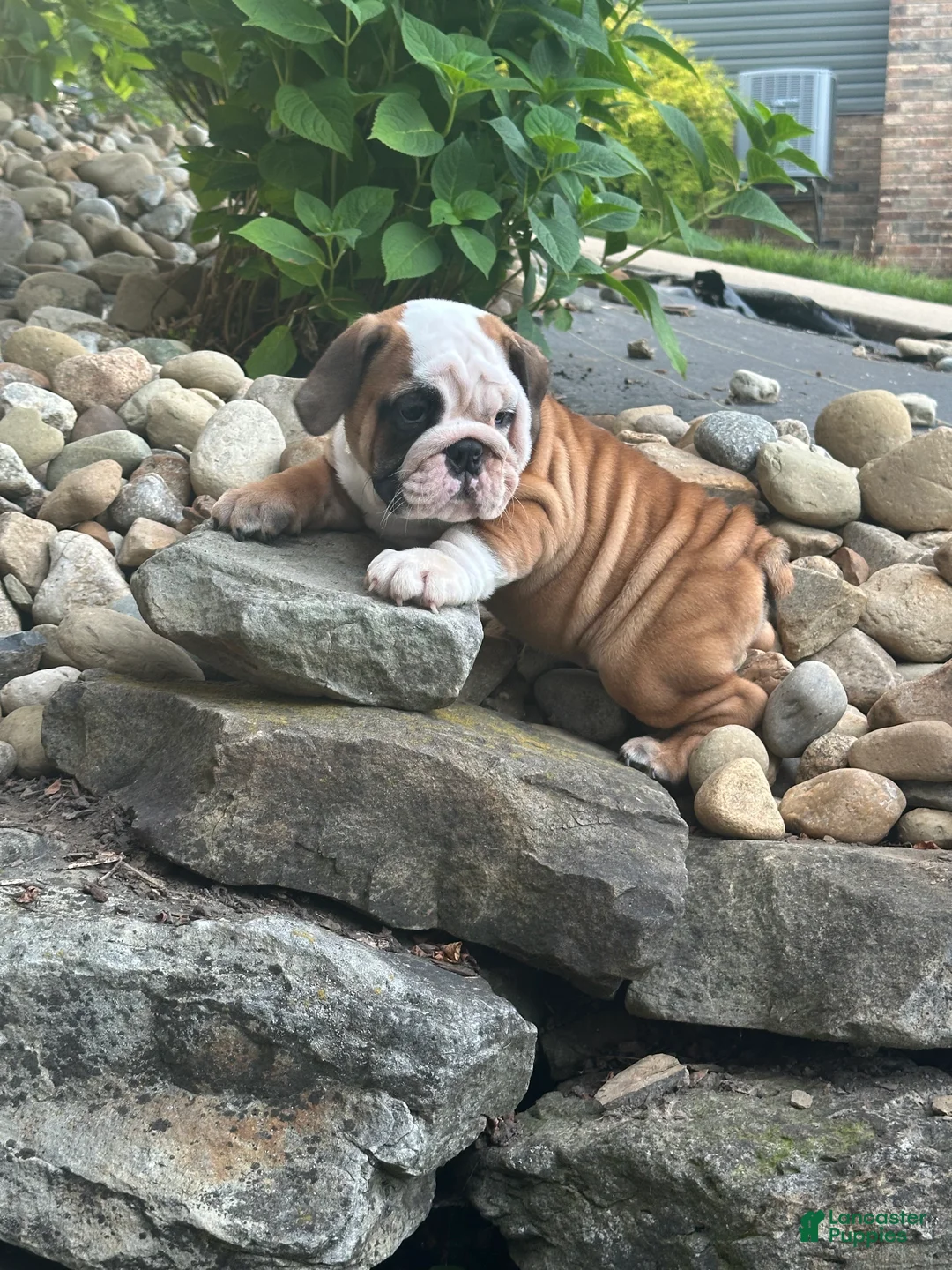 English Bulldog dogs for sale: Tracie - Ad 2